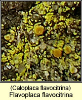 Flavoplaca flavocitrina, Caloplaca flavocitrina
