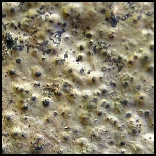 Verrucaria latebrosa, Verrucaria aethiobola