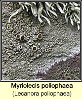 Lecanora poliophaea