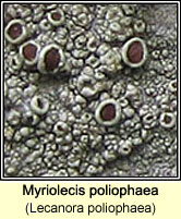 Lecanora poliophaea