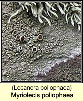 Myriolecis poliophaea (Lecanora poliophaea)