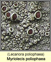 Myriolecis poliophaea (Lecanora poliophaea)