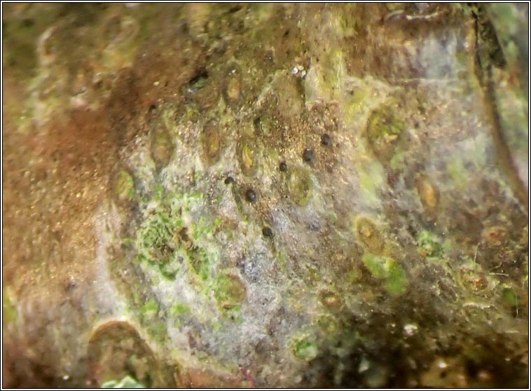 Arthopyrenia punctiformis