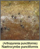 Arthopyrenia punctiformis