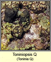 Toniniopsis Q, Toninia Q