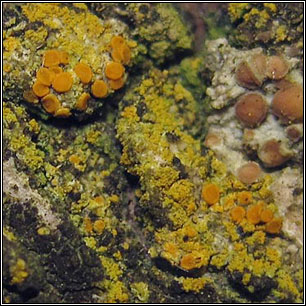 Flavoplaca citrina sens lat, 