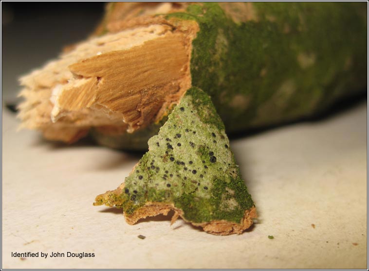 Diplotomma pharcidium