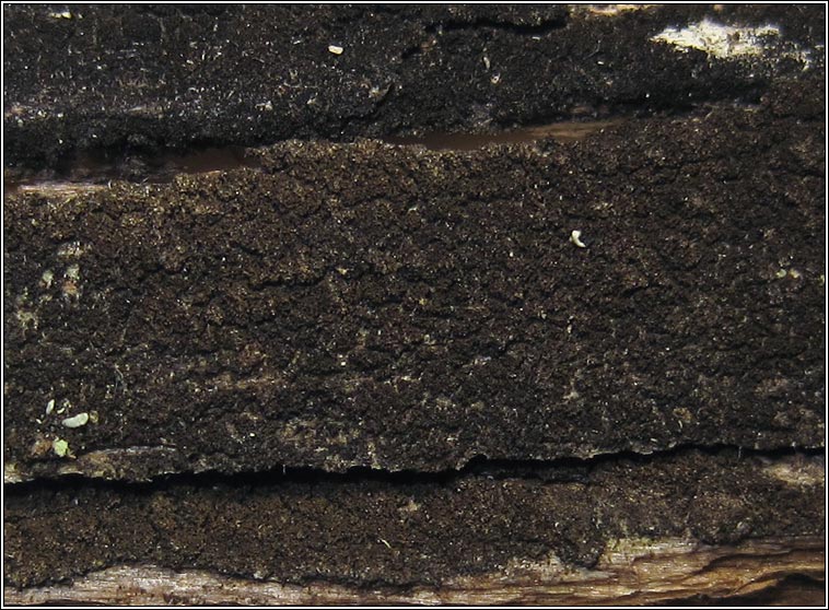 Placynthiella icmalea