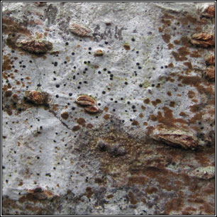 Alloarthopyrenia italica, Arthopyrenia cinereopruinosa