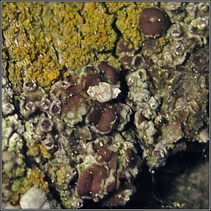 Myriolecis hagenii, Lecanora hagenii