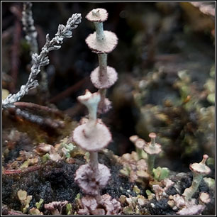 Cladonia verticillata, Cladonia cervicornis subsp verticillata