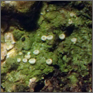 Coenogonium pineti, Dimerella pineti