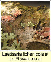 Laetisaria lichenicola