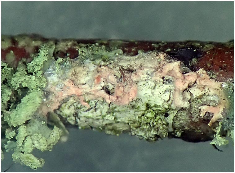 Laetisaria lichenicola