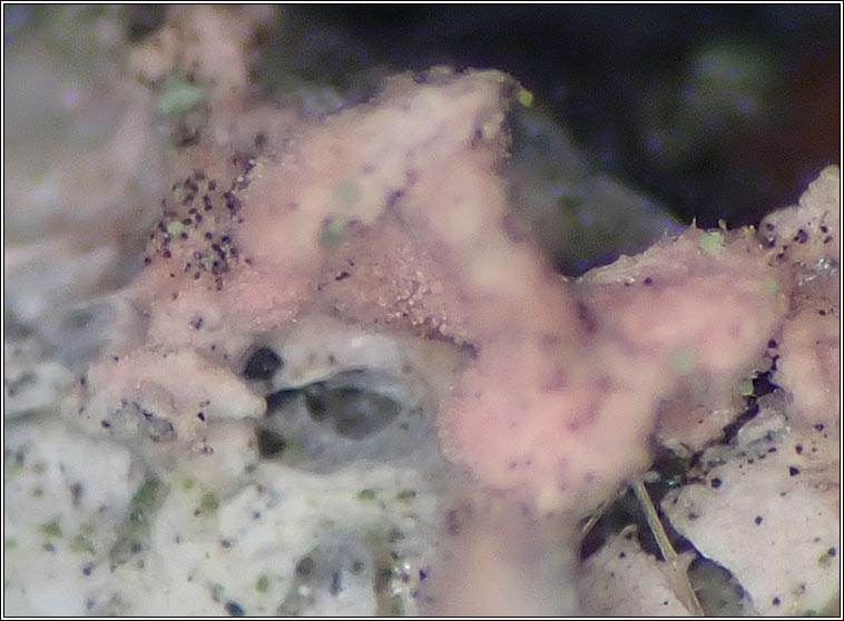 Laetisaria lichenicola