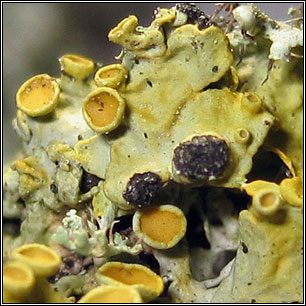 Phacothecium varium, Opegrapha physciaria