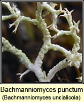 Bachmanniomyces uncialicola