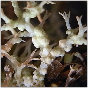 Bachmanniomyces punctum, Bachmanniomyces uncialicola