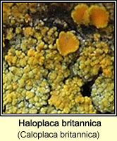 Caloplaca britannica