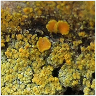 Haloplaca britannica, Caloplaca britannica