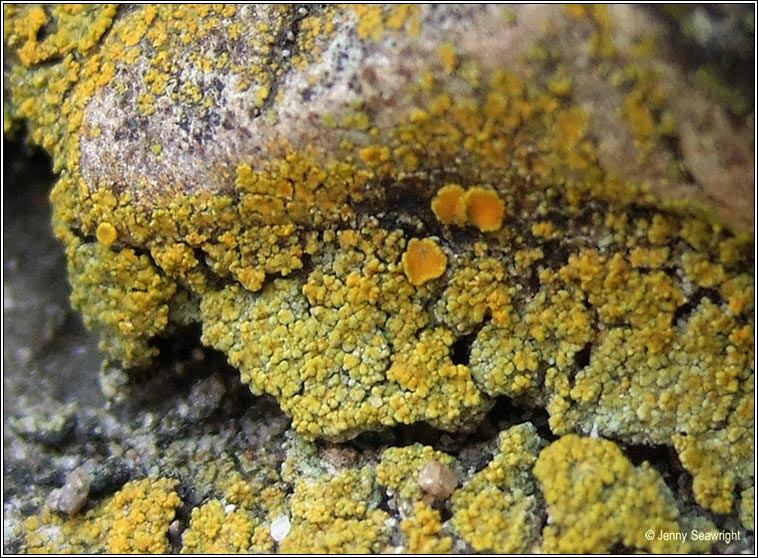 Caloplaca britannica