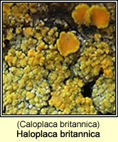 Haloplaca britannica (Caloplaca britannica)