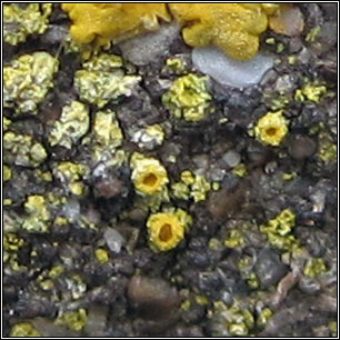 Flavoplaca austrocitrina, Caloplaca austrocitrina