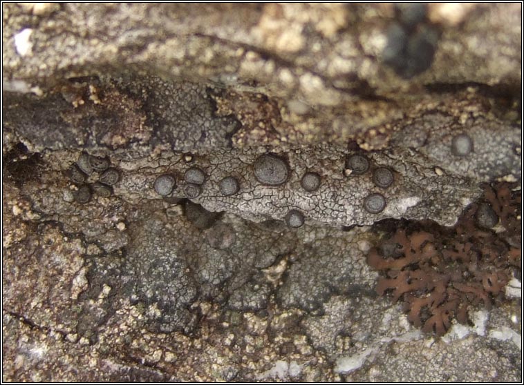 Porpidia platycarpoides