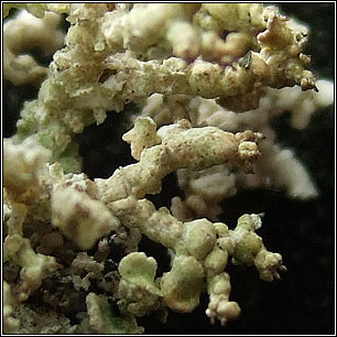 Diploschistes muscorum