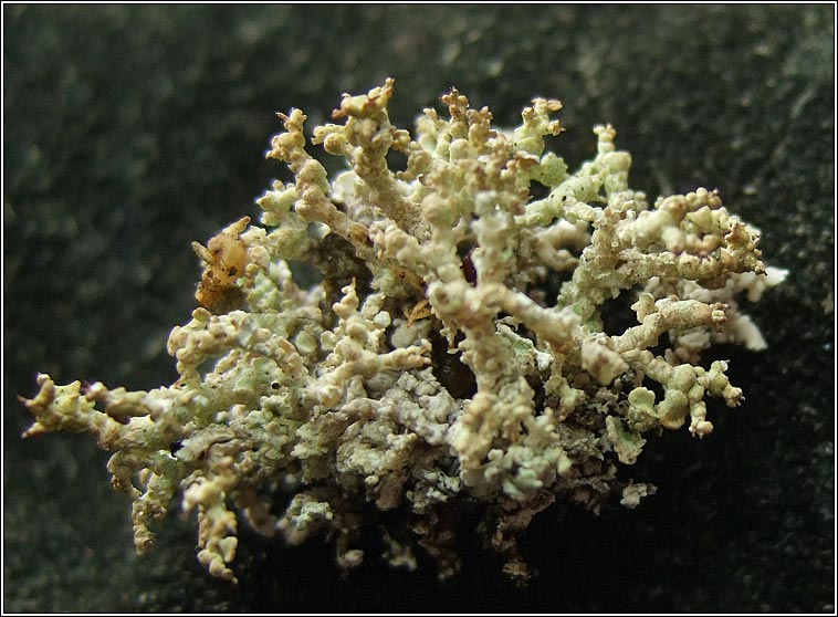 Diploschistes muscorum