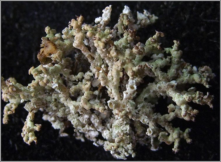 Diploschistes muscorum