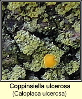 Caloplaca ulcerosa