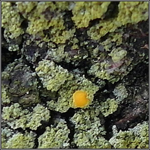 Coppinsiella ulcerosa, Caloplaca ulcerosa