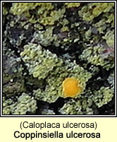 Coppinsiella ulcerosa (Caloplaca ulcerosa)