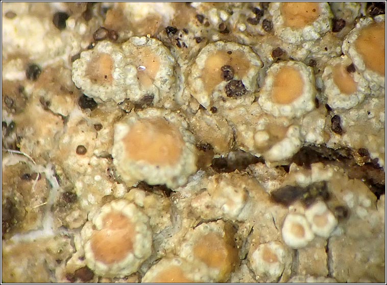 Unguiculariopsis thallophila