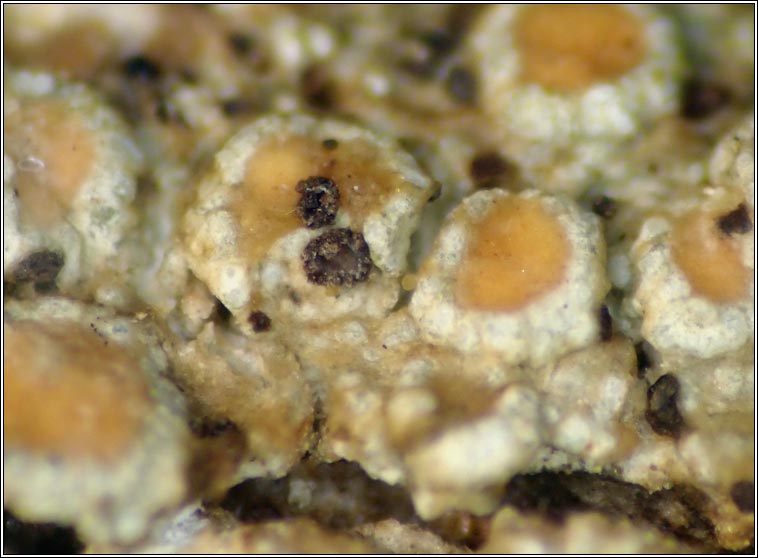 Unguiculariopsis thallophila