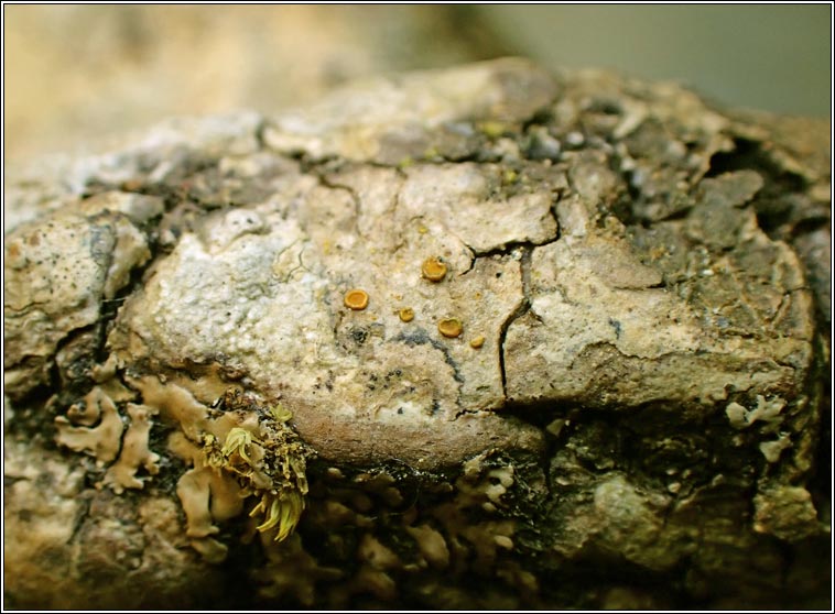 Athallia cerinelloides, Caloplaca cerinelloides