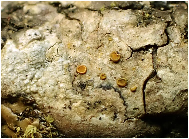 Athallia cerinelloides, Caloplaca cerinelloides