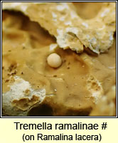 Tremella ramalinae