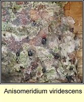 Anisomeridium viridescens