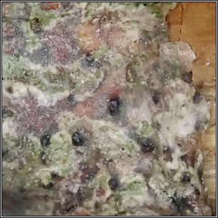 Anisomeridium viridescens