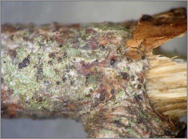 Anisomeridium viridescens