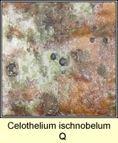 Celothelium ischnobelum
