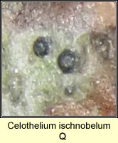 Celothelium ischnobelum