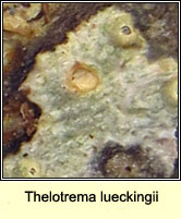 Thelotrema lueckingii