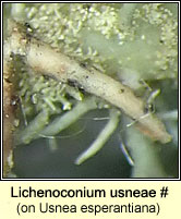 Lichenoconium usneae (on Ramalina)
