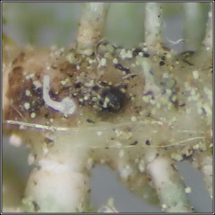 Lichenoconium usneae