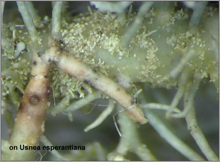 Lichenoconium usneae