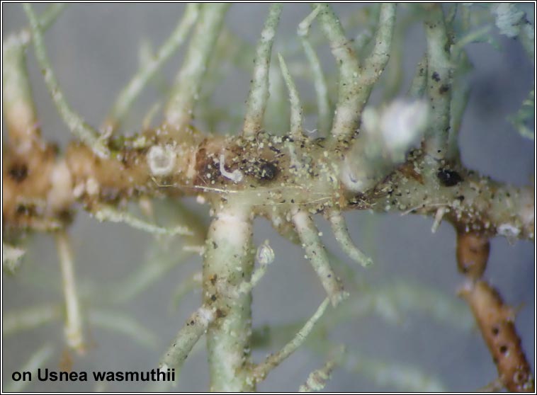 Lichenoconium usneae