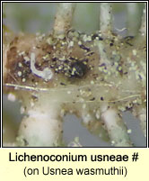 Lichenoconium usneae (on Usnea)